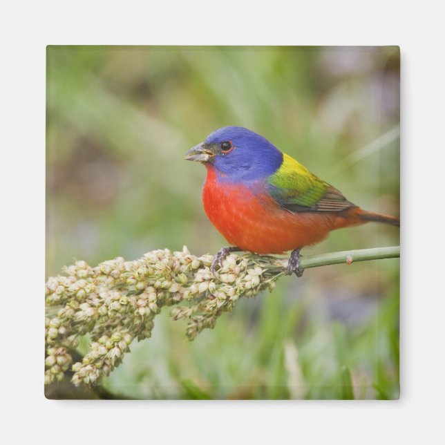 Aimant Bruant à tête noire (Passerina ciris) mâle en trai (Devant)