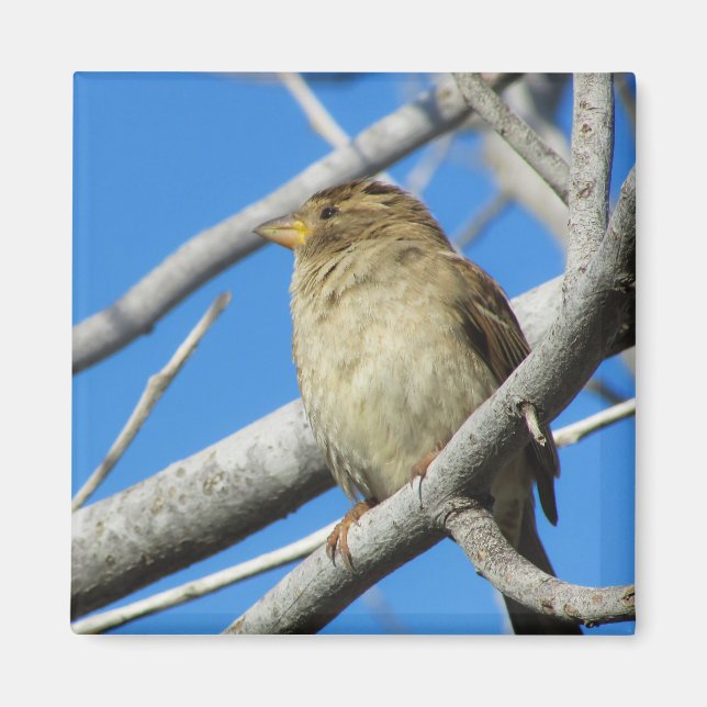 Aimant Bruant sur l'arbre (Devant)