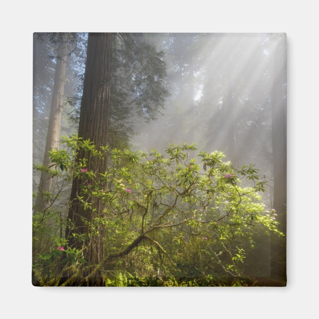 Aimant Brume matinale sur Rhododendron (Devant)