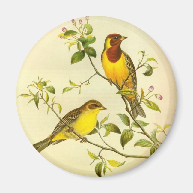 Aimant Bruniceps d'Emberiza à tête rouge (Devant)