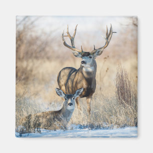 Aimant Buck Couple   Cerf mulet