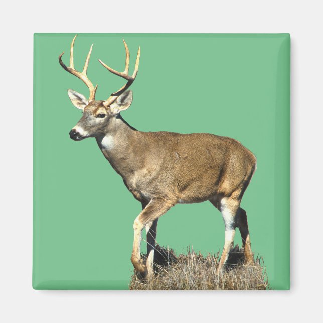 Aimant Buck White Tailed (Devant)