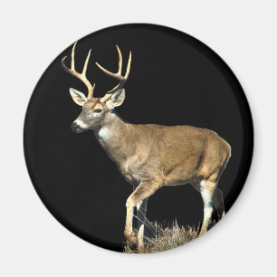Aimant Buck White Tailed