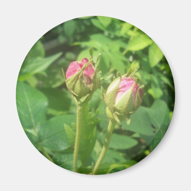 Aimant Buds roses (Devant)