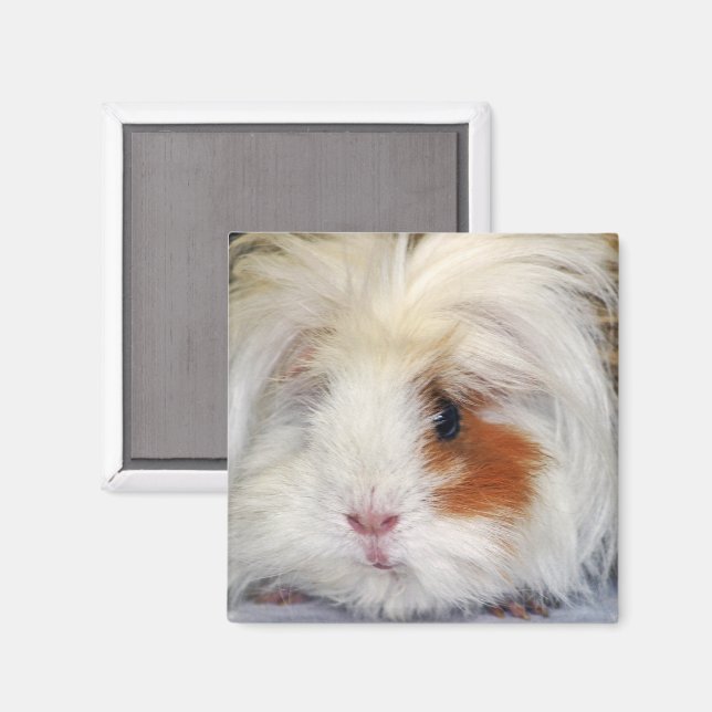 Aimant Buff and White, Lunkarya Guinée Pig Face Closeuse (Recto/Verso)