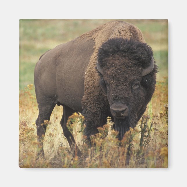 Aimant Buffalo (Devant)