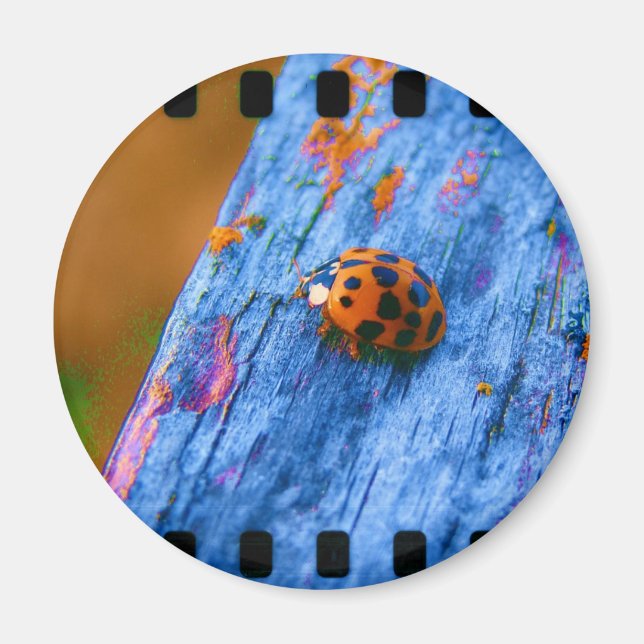 Aimant Bug couleur fou (Devant)