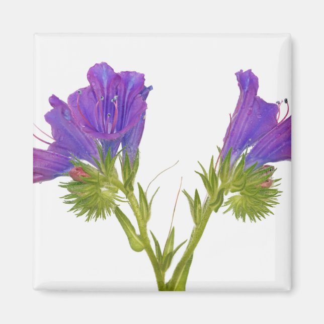 Aimant Bugloss vipères pourpres (echium plantagineum) (Devant)