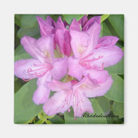Buisson de rhododendron en fleurs