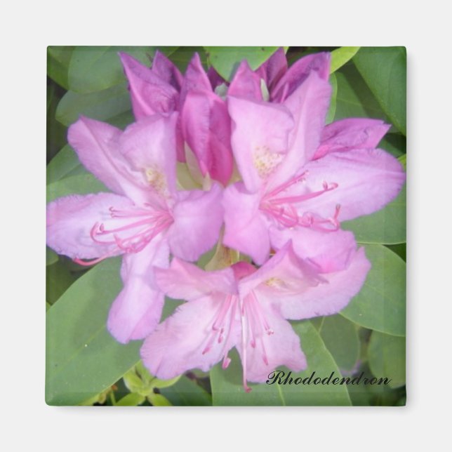 Aimant Buisson de rhododendron en fleurs (Devant)