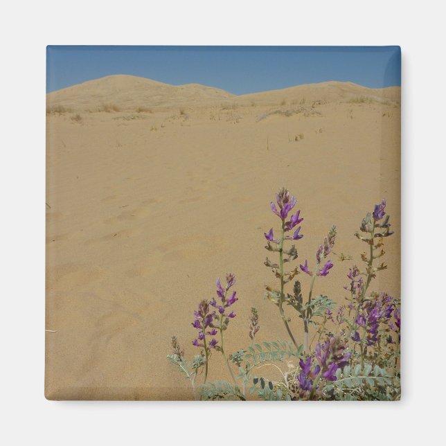 Aimant Buisson d'indigo du Mojave et dunes de Kelso (Devant)