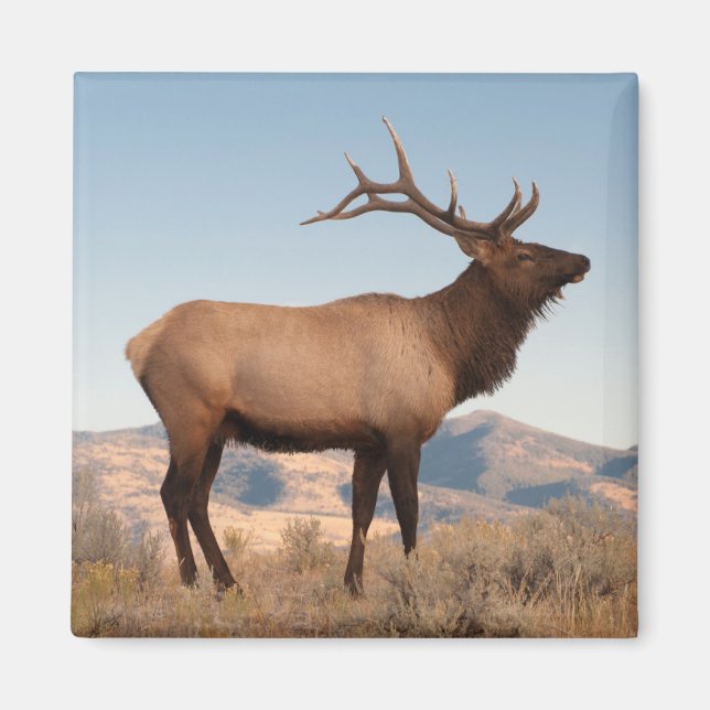 Aimant Bull Elk Near Mammoth | Wyoming (Devant)