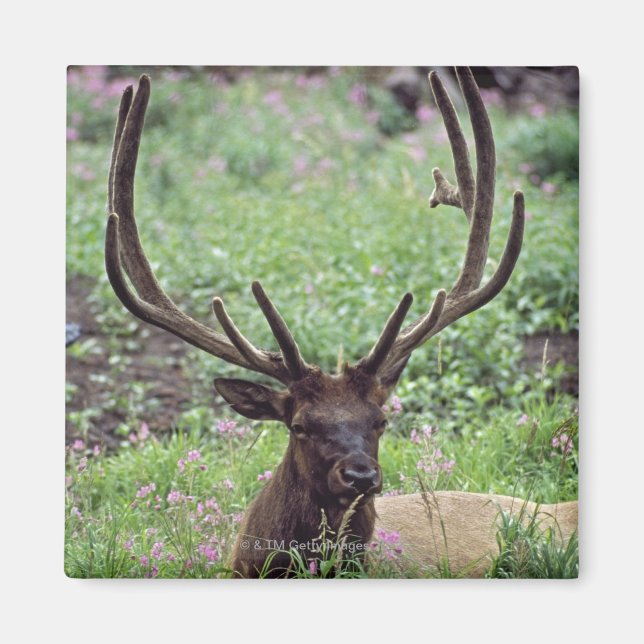 Aimant Bull Elk Se Repose Dans Une prairie Alpine Avec De (Devant)