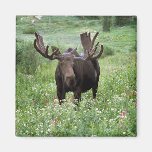 Aimant Bull moose Alces alces) en fleur sauvage,