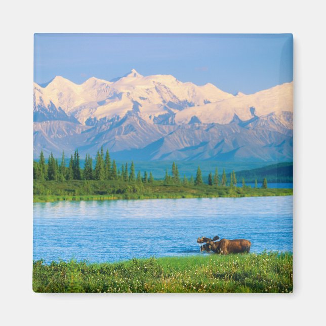 Aimant Bull moose in Wonder Lake (Devant)