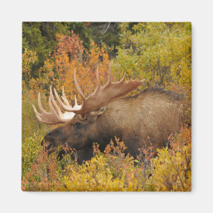 Aimant Bull Moose Parc national de Denali, Alaska