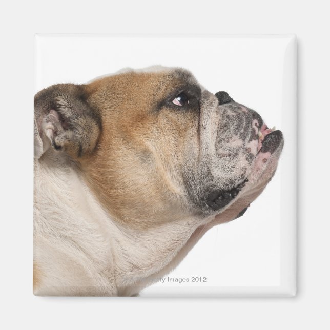 Aimant Bulldog anglais (6 ans) (Devant)