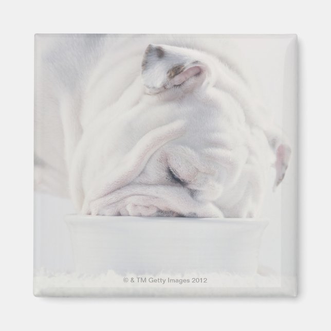 Aimant Bulldog Manger (Devant)