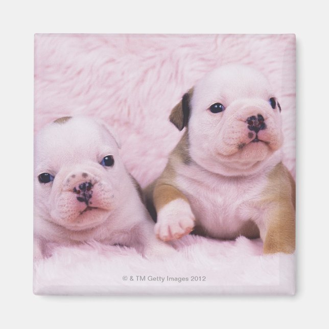 Aimant Bulldog ; souvent appelé le Bulldog anglais. est (Devant)