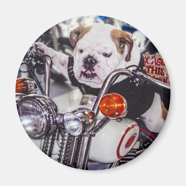 Aimant Bulldog sur moto (Devant)