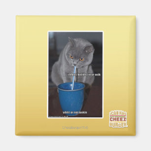 Aimant Bulles de coups en lait d'ur