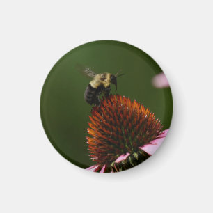 Aimant Bumble Bee