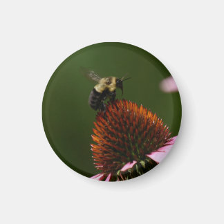 Aimant Bumble Bee