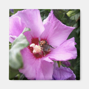 Aimant Bumblebebe sur la fleur d'Hibiscus