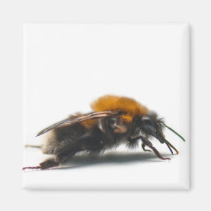 Aimant Bumblebee