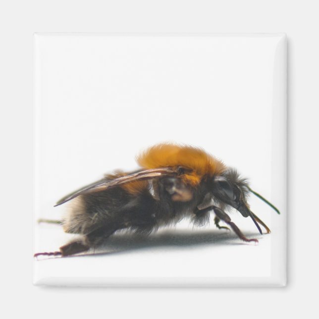 Aimant Bumblebee (Devant)