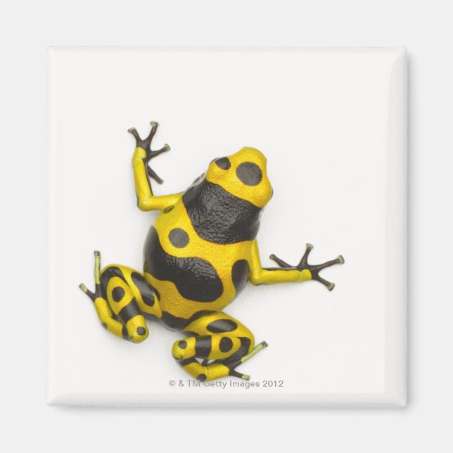 Aimant Bumblebee Poison Dart Frog (Devant)