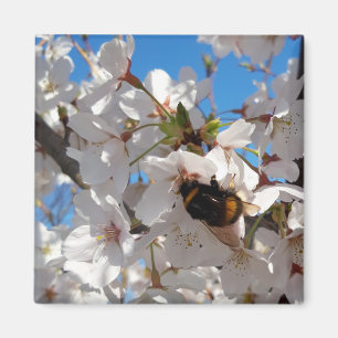 Aimant Bumblebee sur la fleur de cerisier sauvage
