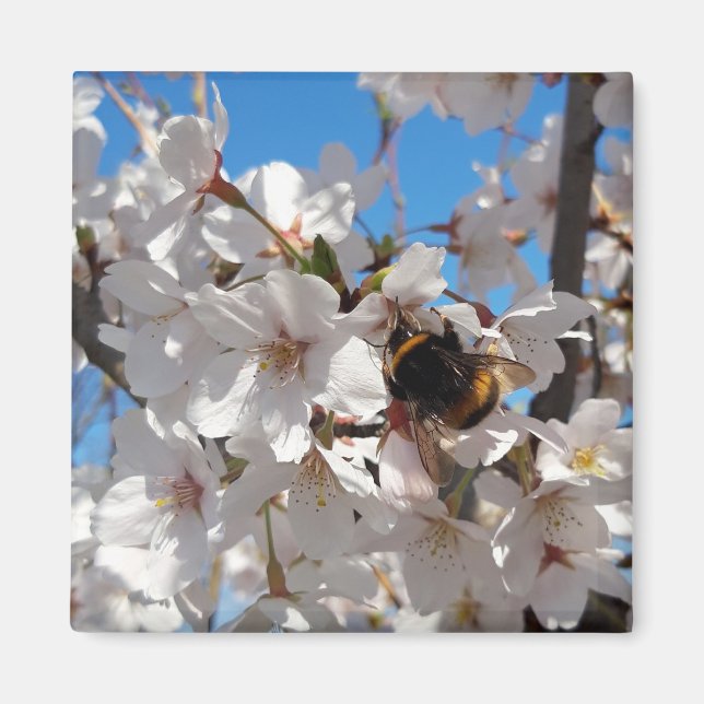 Aimant Bumblebee sur la fleur de cerisier sauvage (Devant)