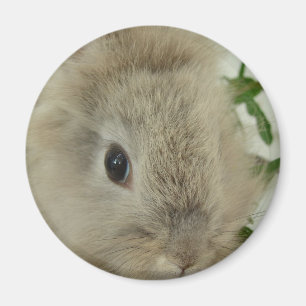 Aimant Bunny Lionhead