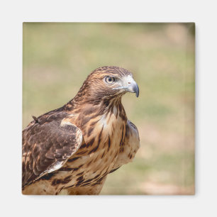 Aimant Buse à queue rouge dans la vallée de l'Hudson