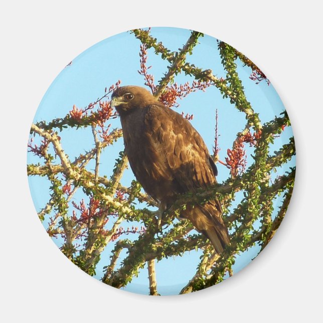 Aimant Buse à queue rousse immature dans un buisson d'oco (Devant)