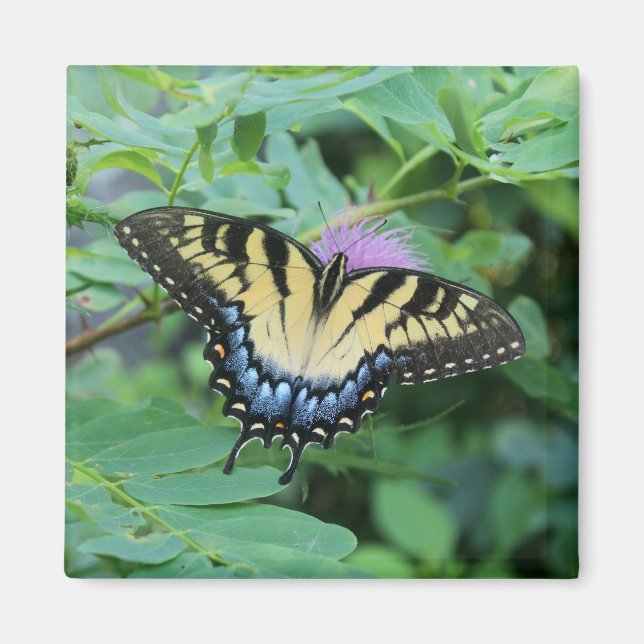 Aimant Butterfly (Devant)