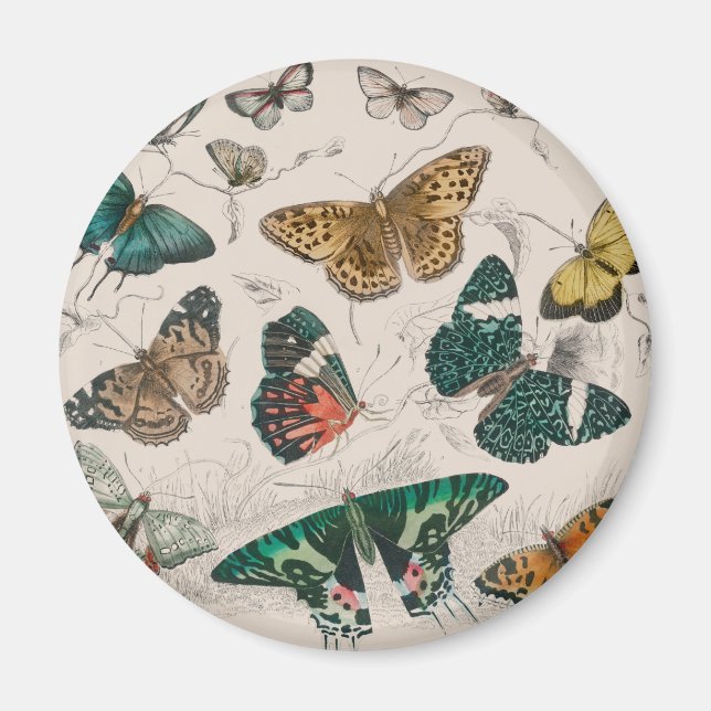 Aimant butterfly collection antique watercolor art butter (Devant)