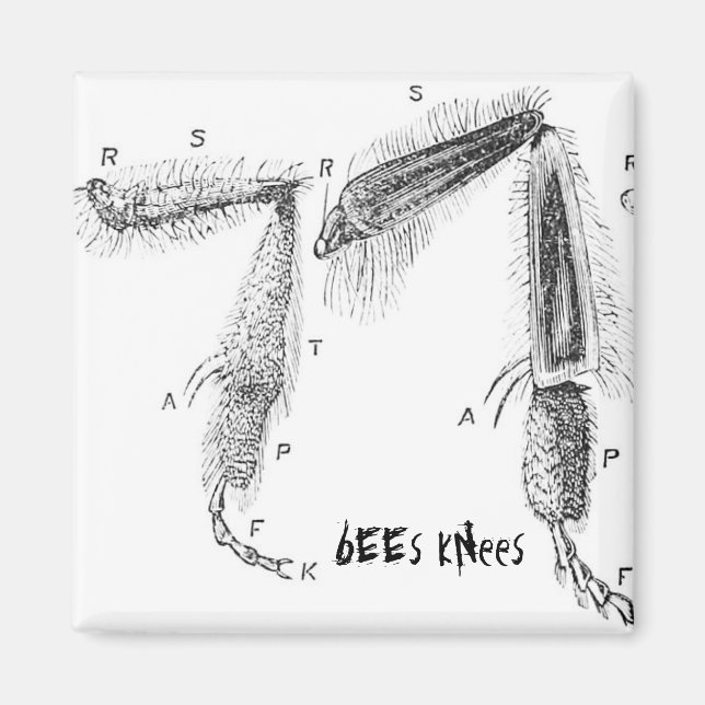 Aimant buzzart (Devant)