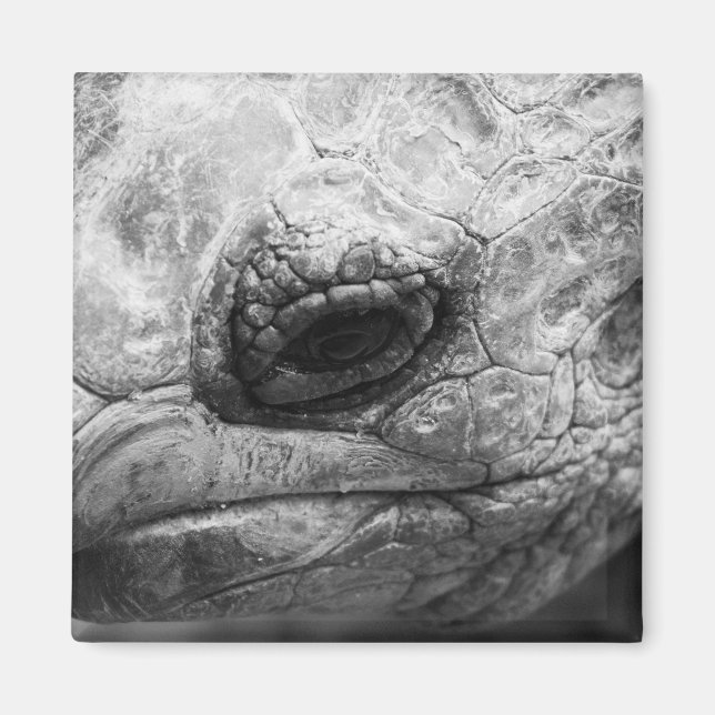 Aimant BW Tortoise (Devant)