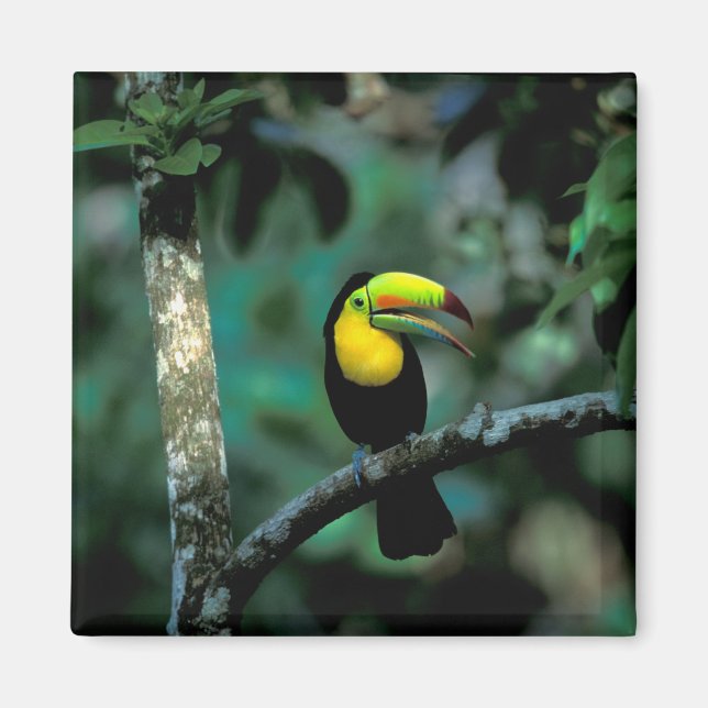 Aimant CA, Panama, Parc national de Souveraineté, Toucan  (Devant)
