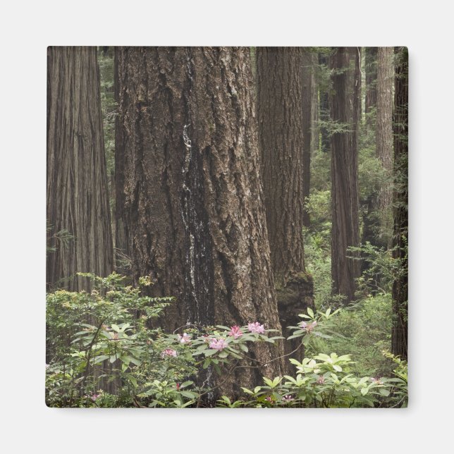 Aimant CA, Parc d'état de Prairie Creek, Côte (Devant)