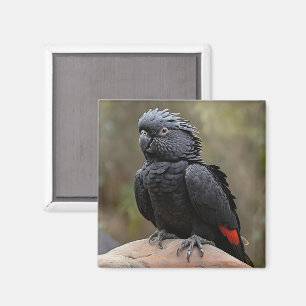 Aimant Cacatoès noir