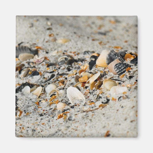 Aimant Cache Shell (Devant)