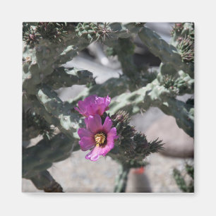 Aimant Cactus Challa en fleurs