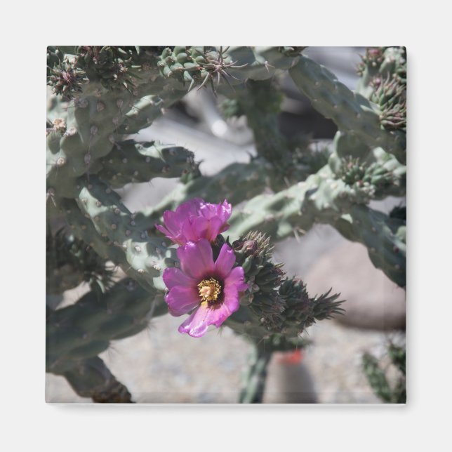 Aimant Cactus Challa en fleurs (Devant)