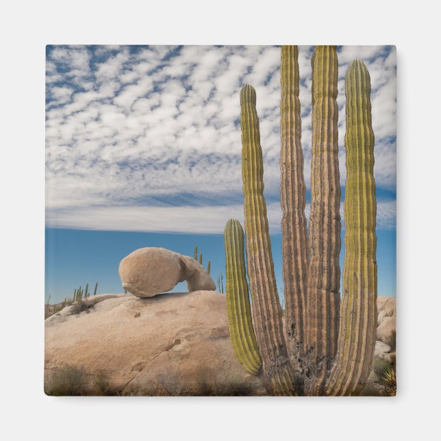 Aimant Cactus dans un paysage désertique (Devant)