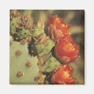 Aimant Cactus de poire en fleurs, Arizona-Sonora 2