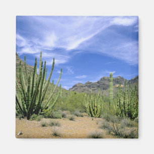 Aimant Cactus du désert à Organ Pipe National Monument,