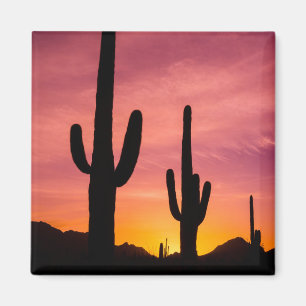 Aimant Cactus du Saguaro au lever du soleil, Arizona